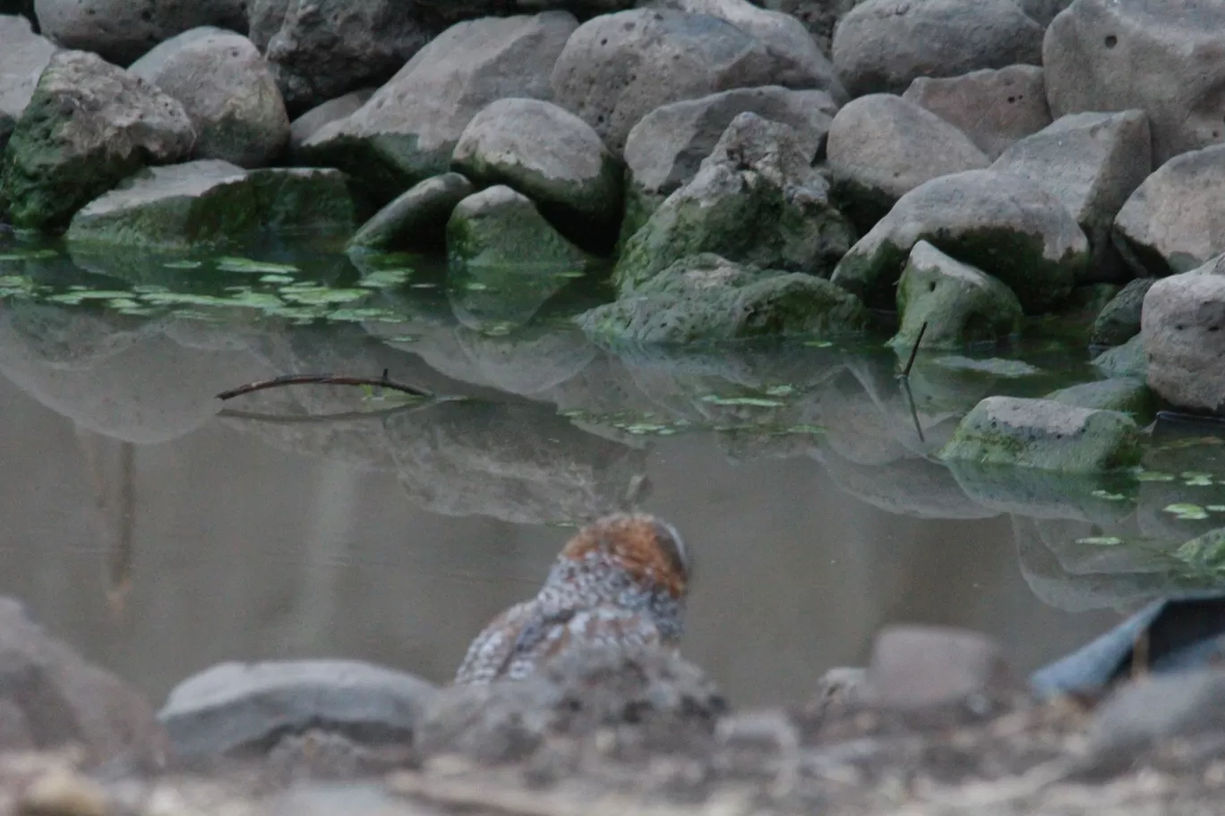 Photo of Bor Wildlife Sanctuary Interpretation Centre By S.AHMED T11