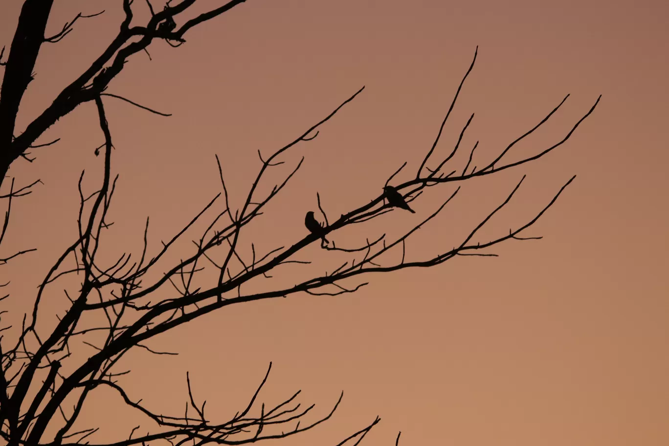 Photo of Kondhali By S.AHMED T11