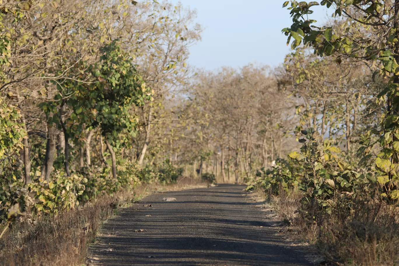 Photo of Kondhali By S.AHMED T11