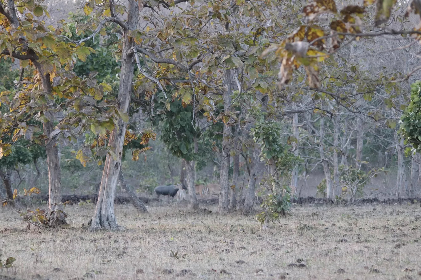 Photo of Kondhali By S.AHMED T11
