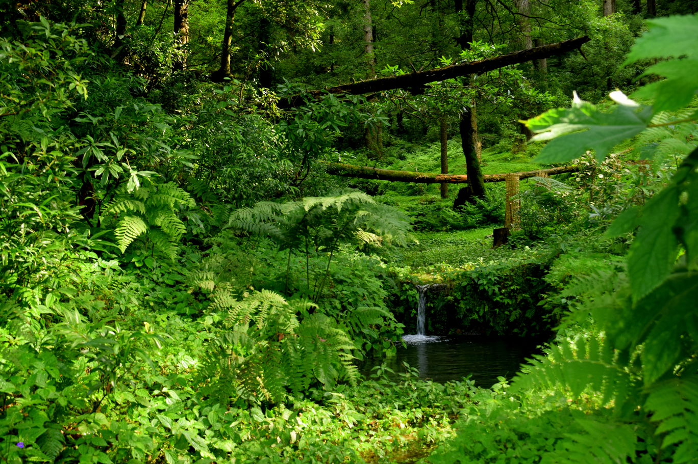 Photo of Dainkund Trek & Khajjiar - Only Pictures By Raman oberoi