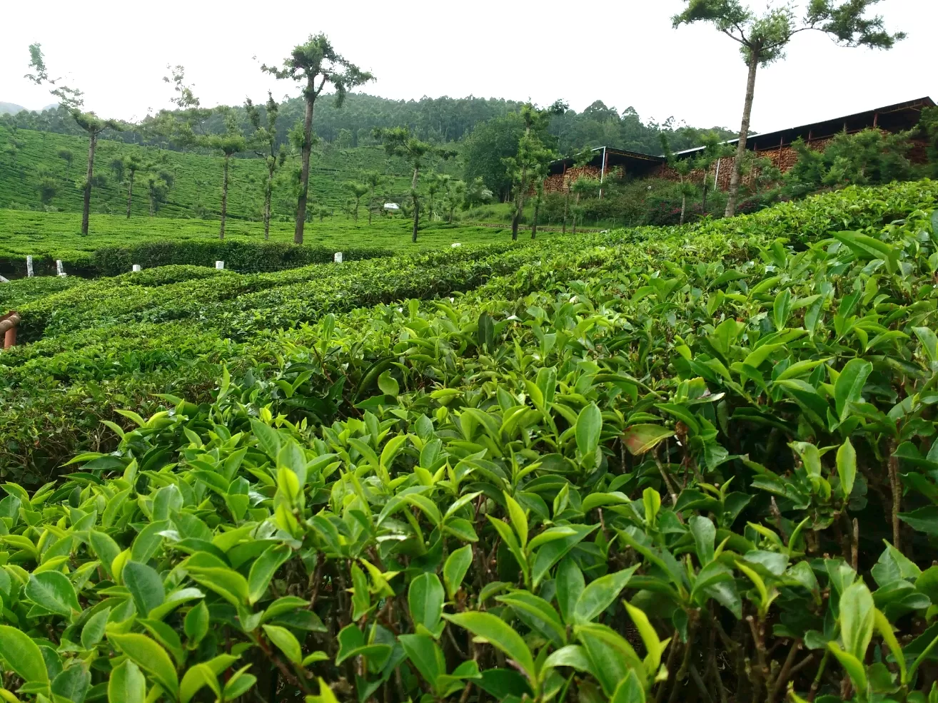 Photo of Kerala By Travel Trails Duo...!!!