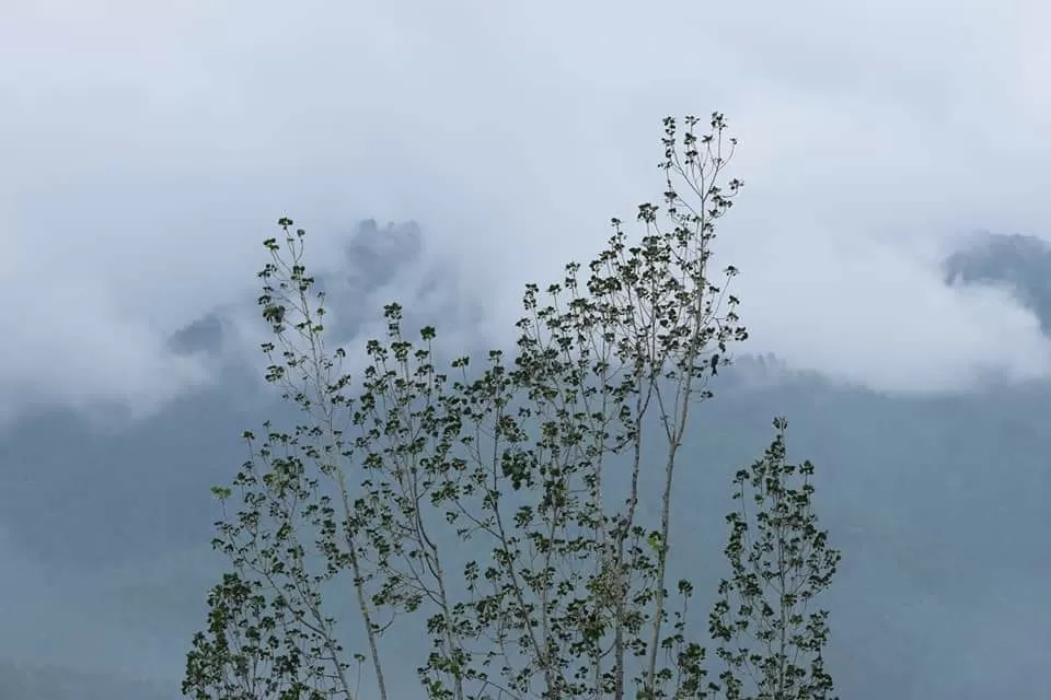 Photo of Binsar By Neha Rastogi
