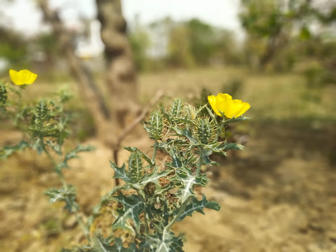 Photo of Ajodhya Hill and Forest Reserve Area By Withyou Uma