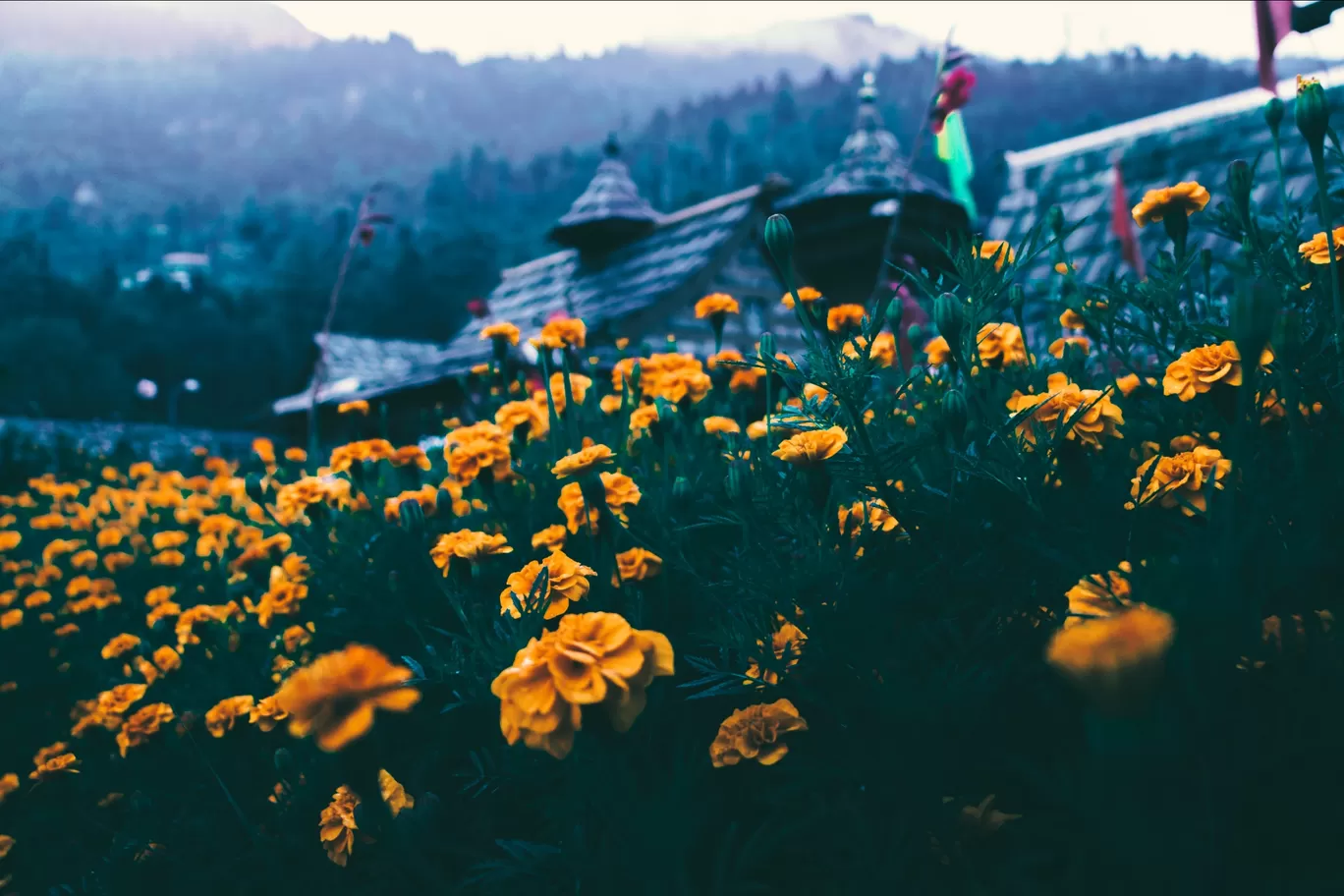 Photo of Himachal Pradesh By Vanita Vig