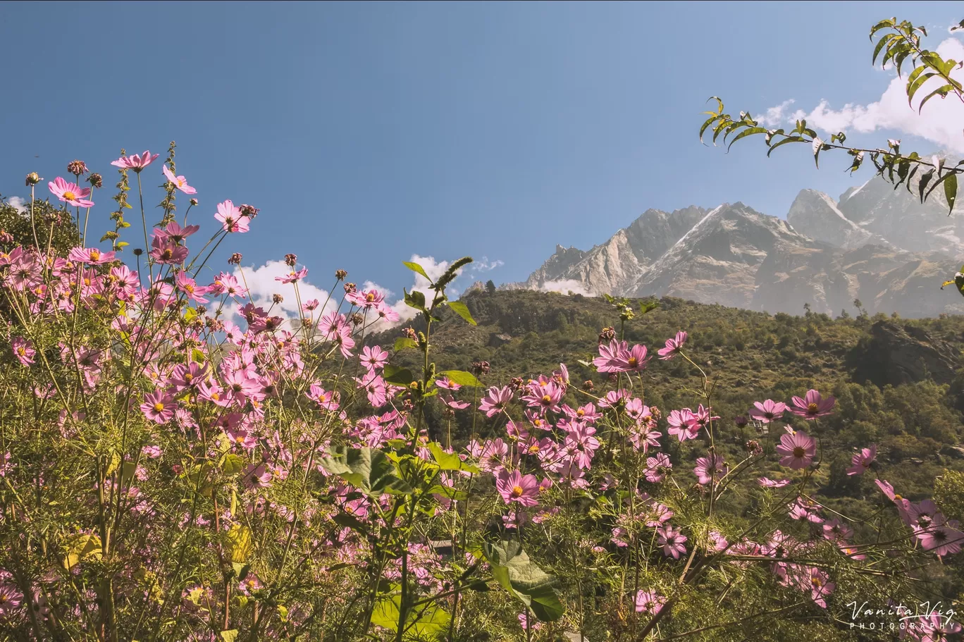 Photo of Himachal Pradesh By Vanita Vig