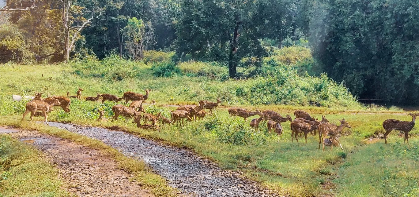 Photo of Mudumalai National Park By Axay Pithava