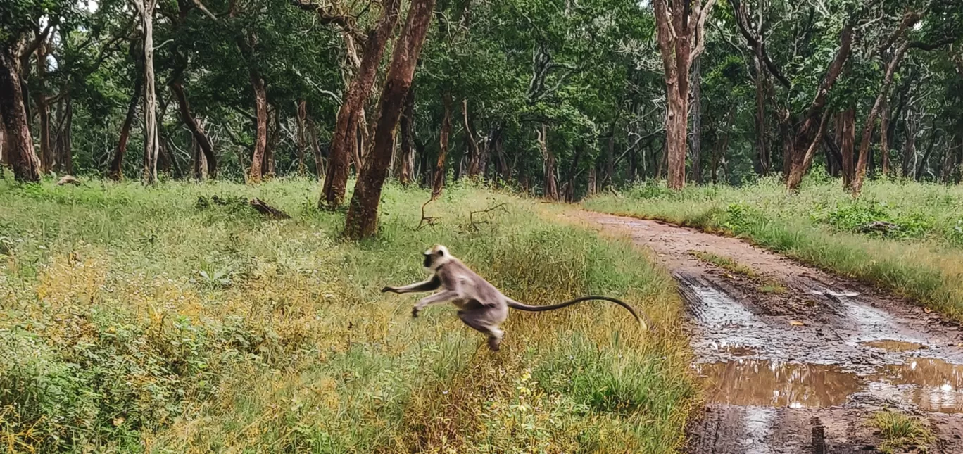 Photo of Mudumalai National Park By Axay Pithava