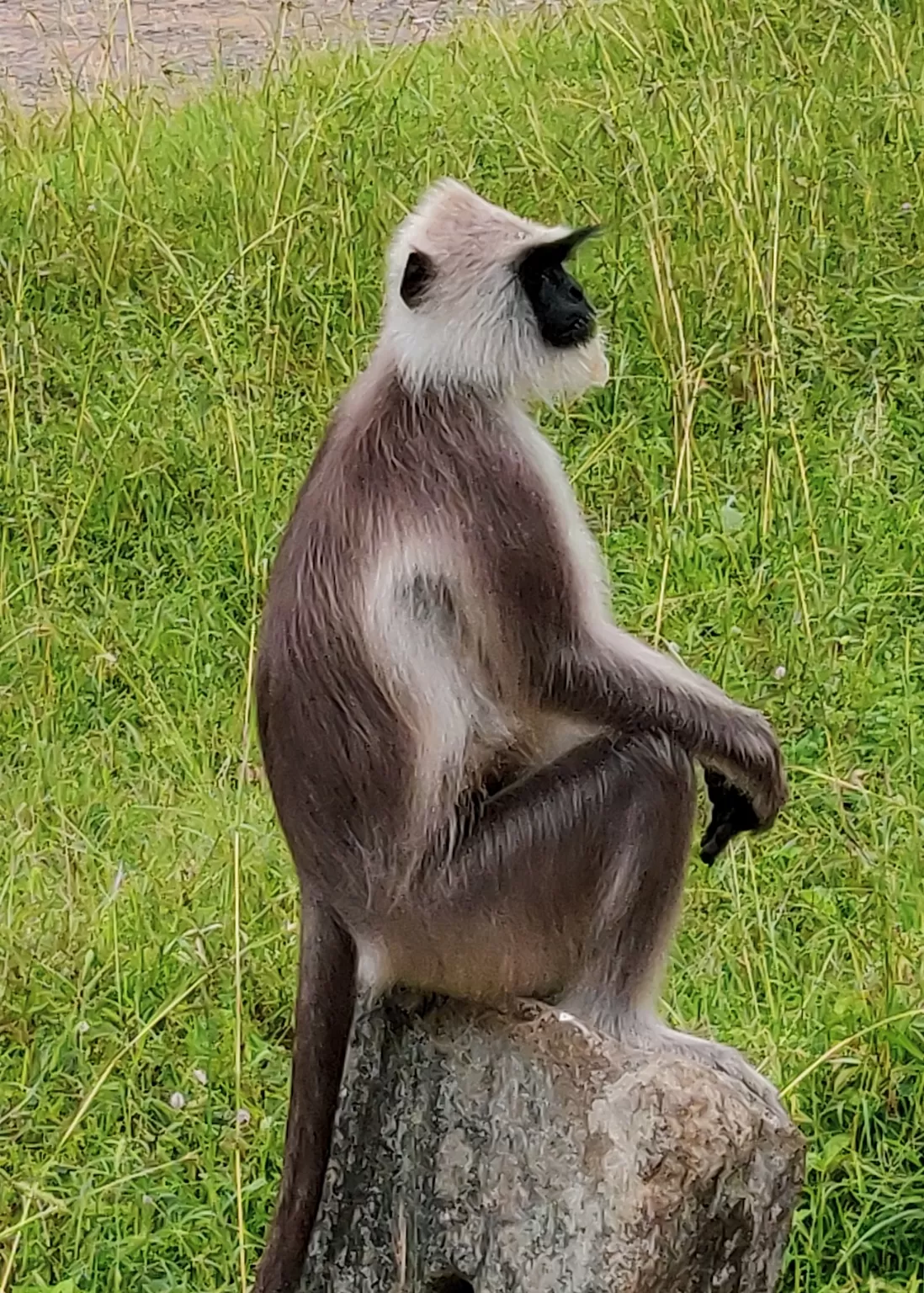 Photo of Mudumalai National Park By Axay Pithava