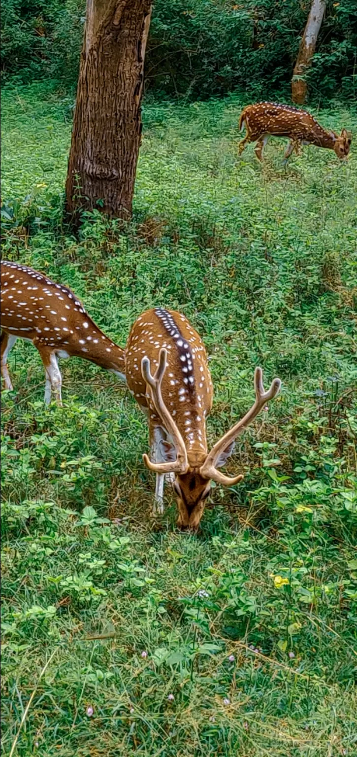 Photo of Mudumalai National Park By Axay Pithava