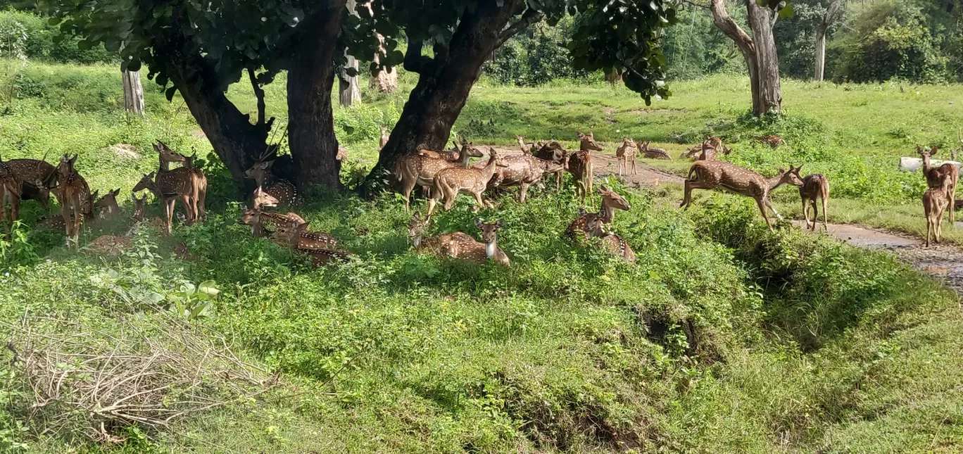 Photo of Mudumalai National Park By Axay Pithava