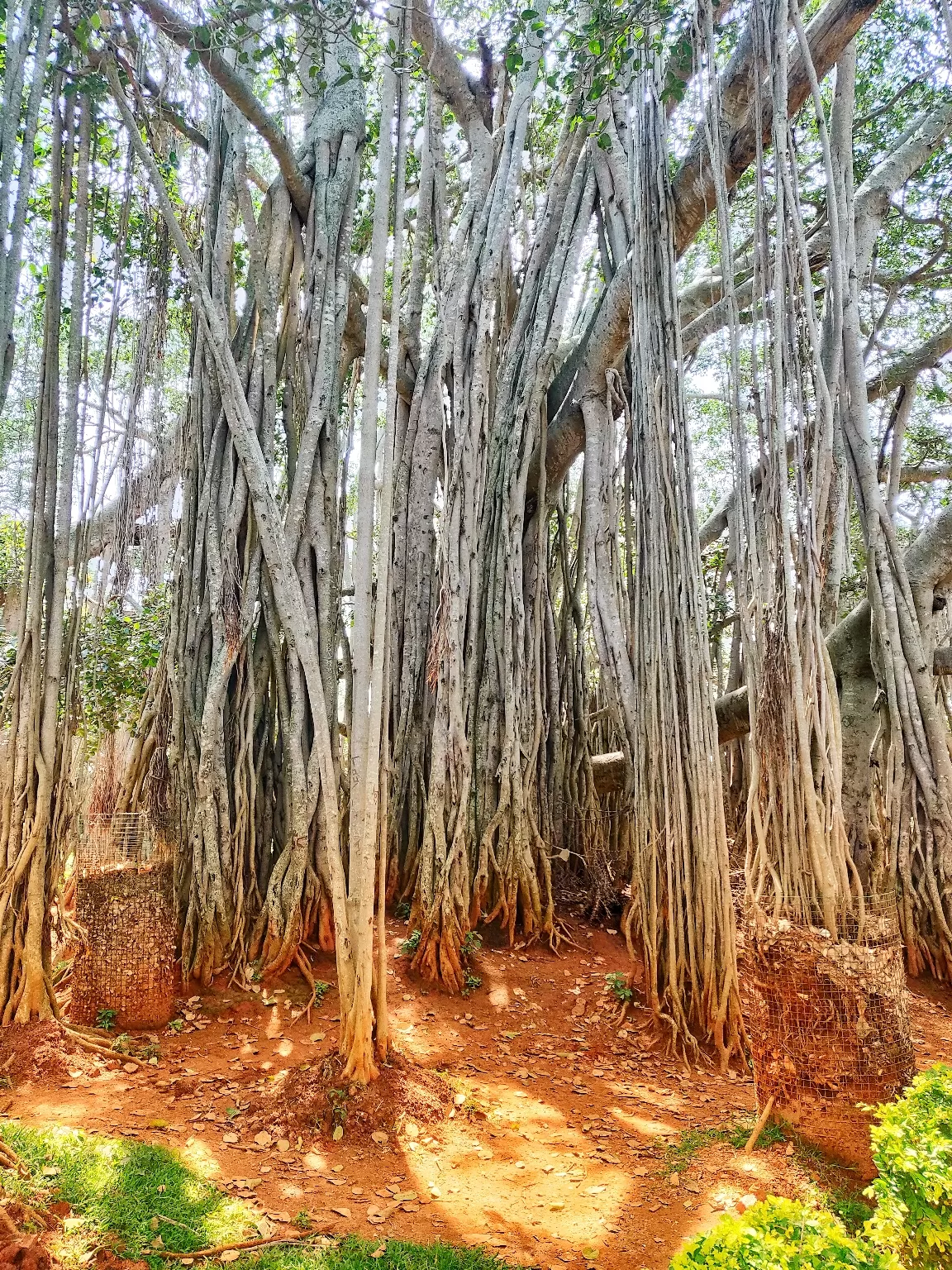 Photo of Dodda Aalada Mara By The Saiyan Prince