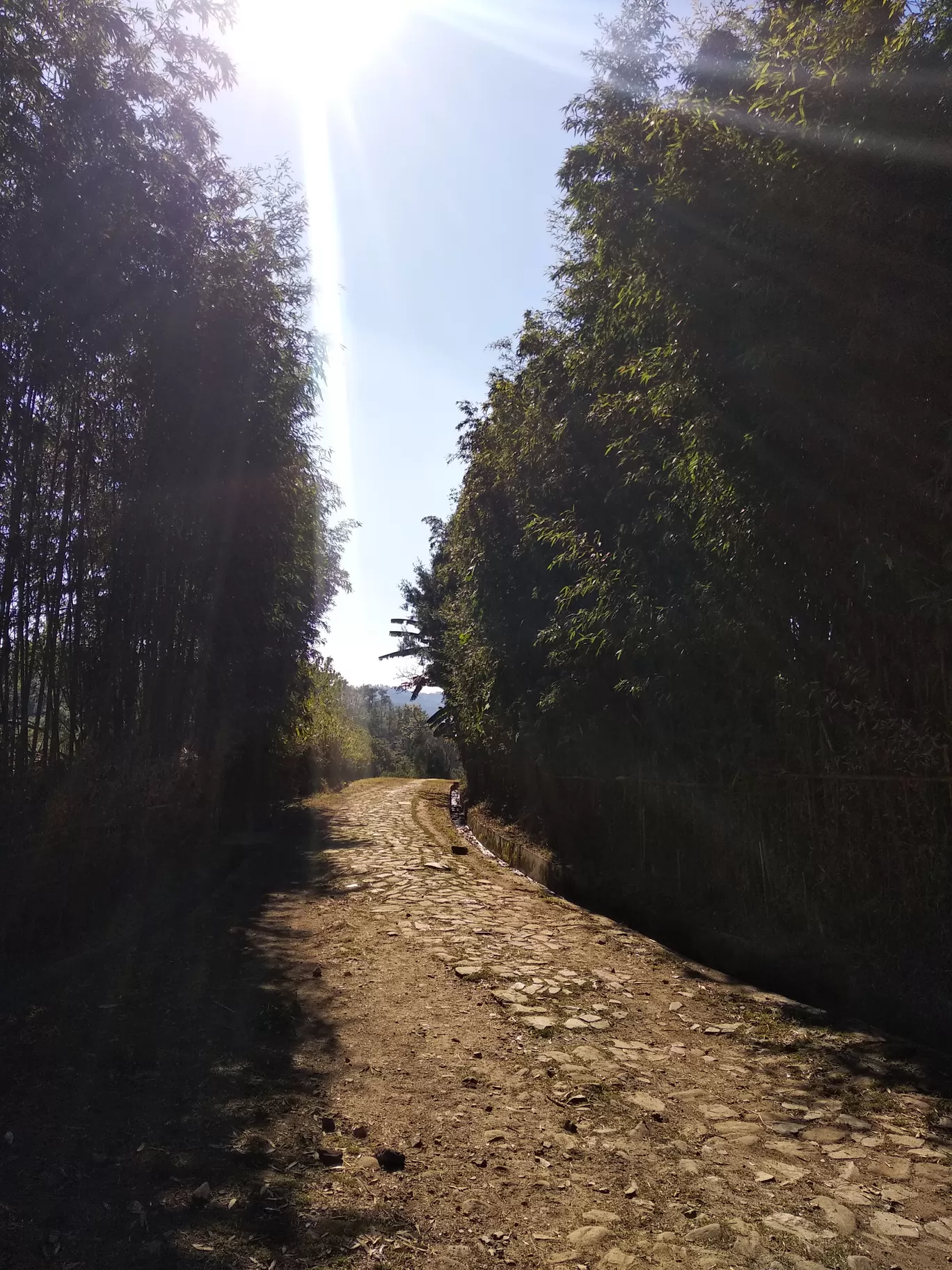 Photo of Mawphlang David Scott Trail(Guide contact number ).. By Madhumita Dutta