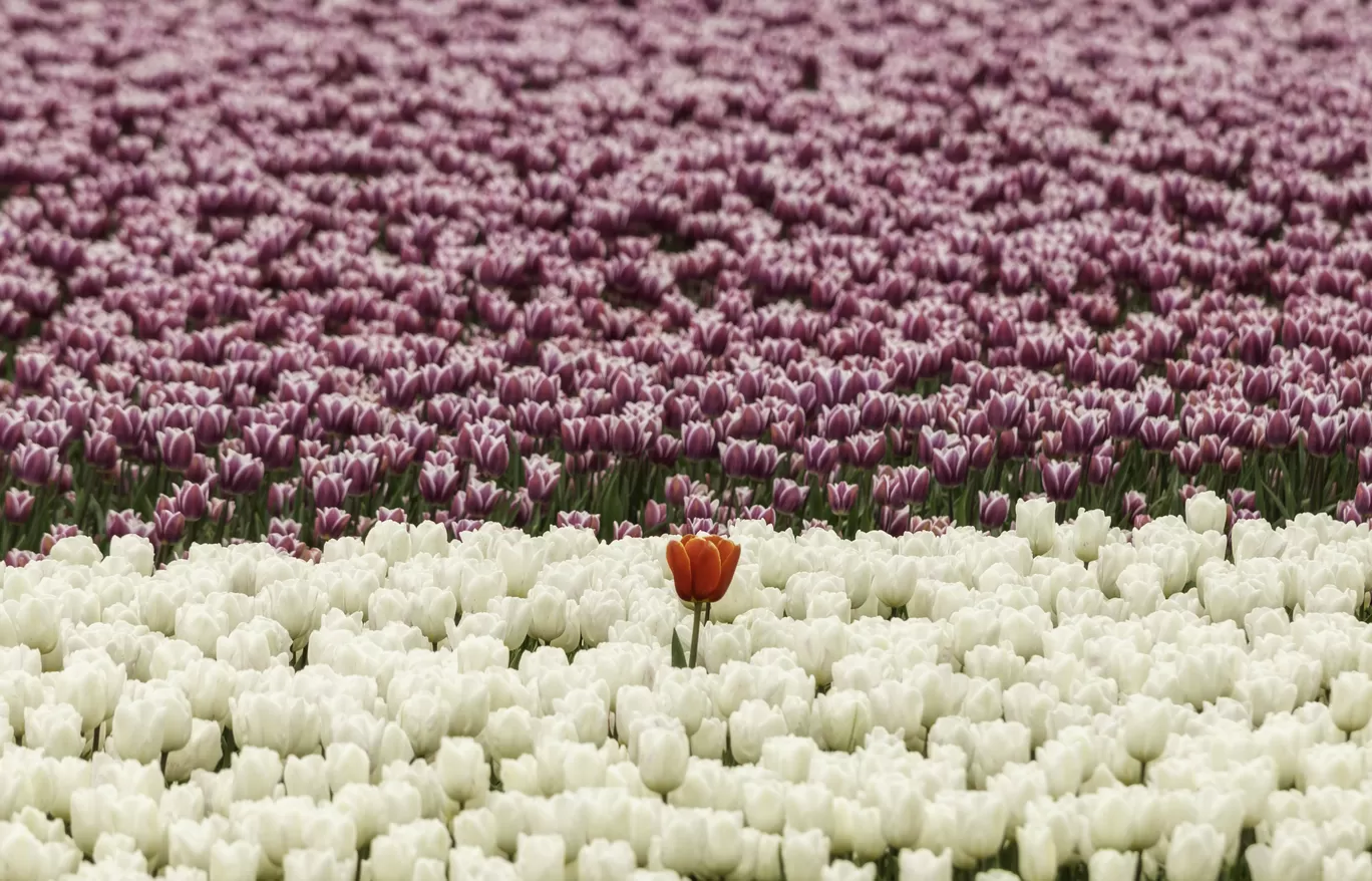 Photo of Netherlands By Abhishek Dey