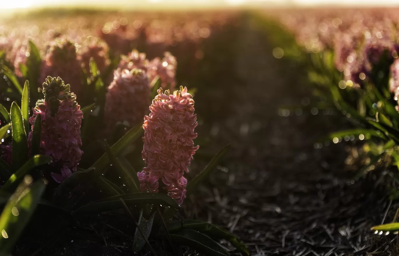 Photo of Netherlands By Abhishek Dey