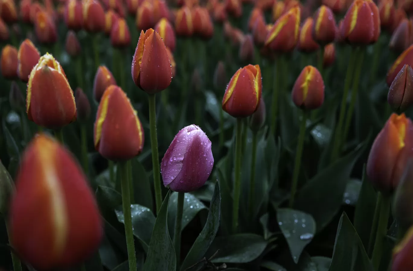 Photo of Netherlands By Abhishek Dey