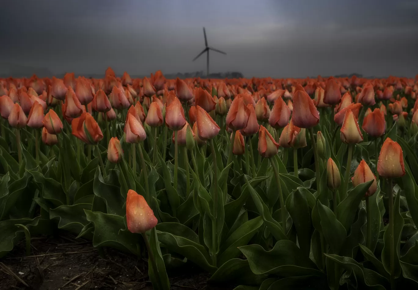 Photo of Netherlands By Abhishek Dey