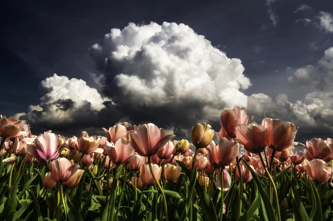 Photo of Netherlands By Abhishek Dey