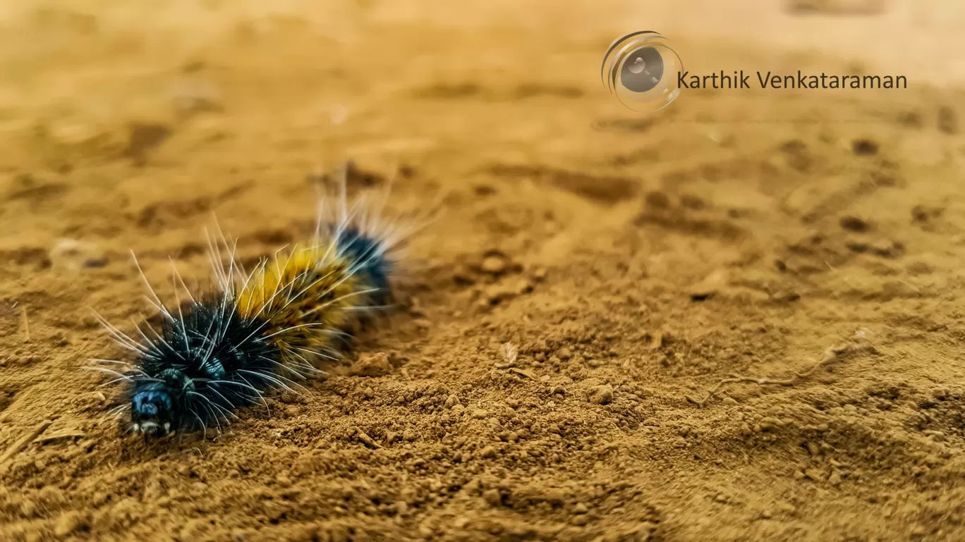 Photo of Wayanad By Karthik Venkataraman