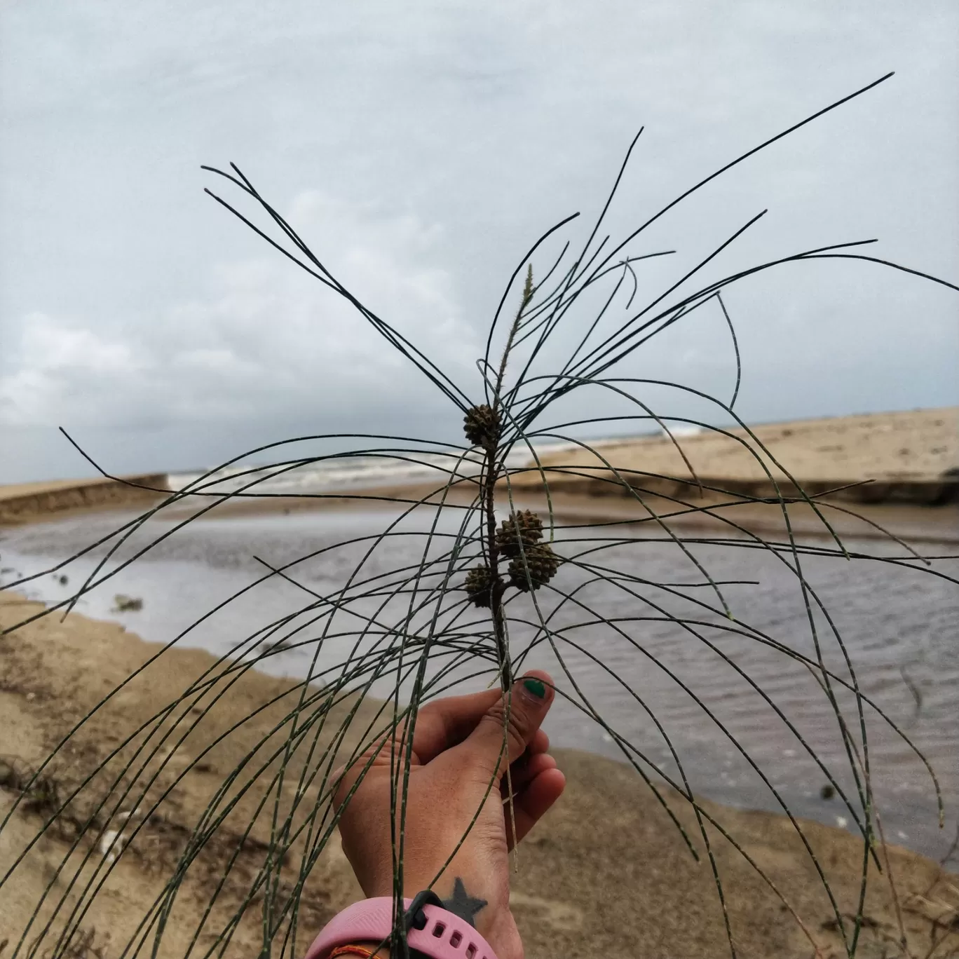 Photo of Kumta By Divya