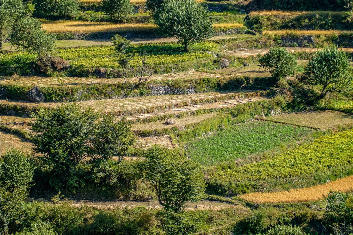 Photo of Road trip to Chakrata and Mori By DBATG 