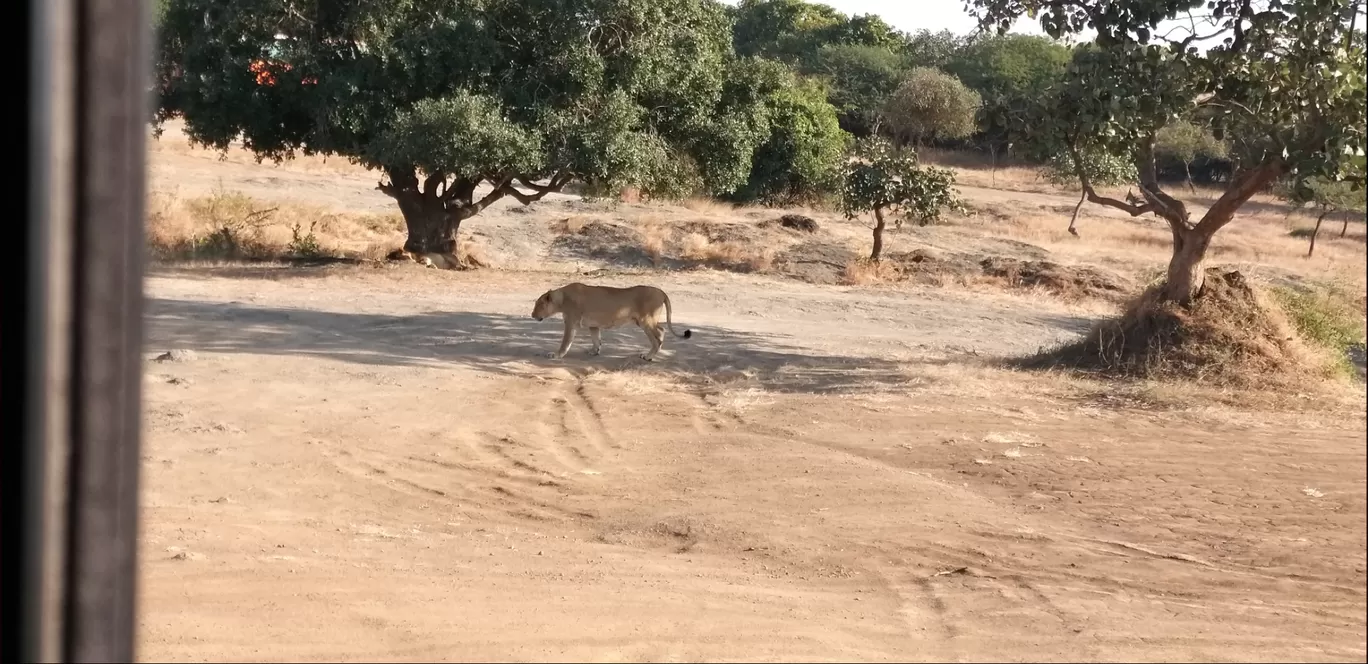 Photo of Gir National Park By Ranjit G Nair