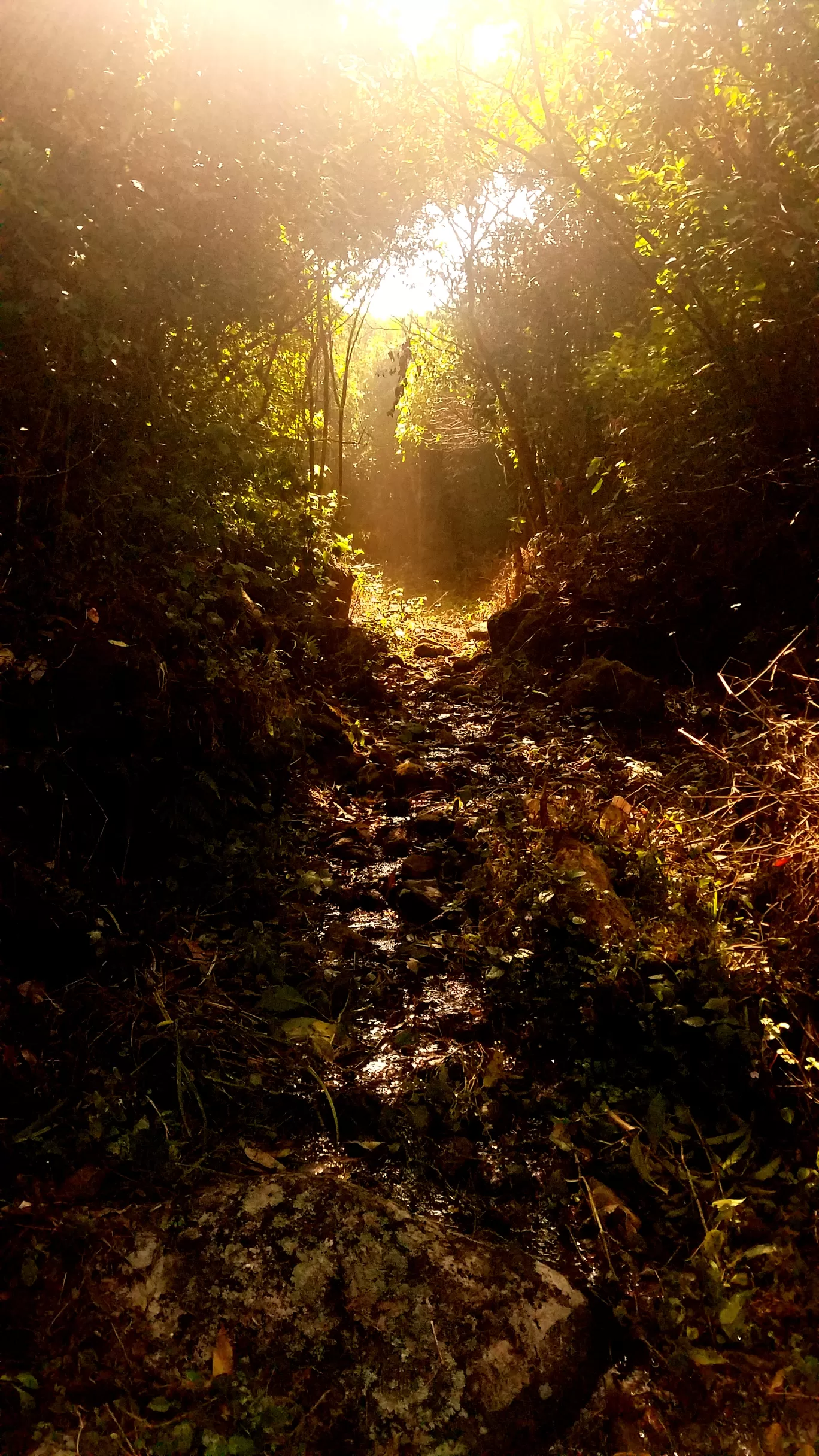 Photo of Suryanelli By John Q