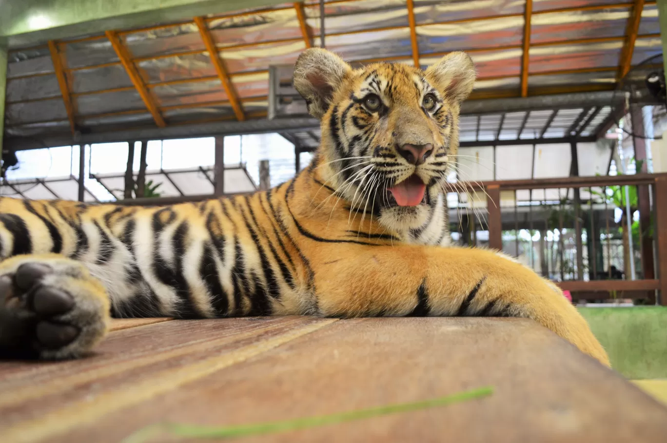 Photo of Tiger Kingdom Phuket By Khushboo Bhambri