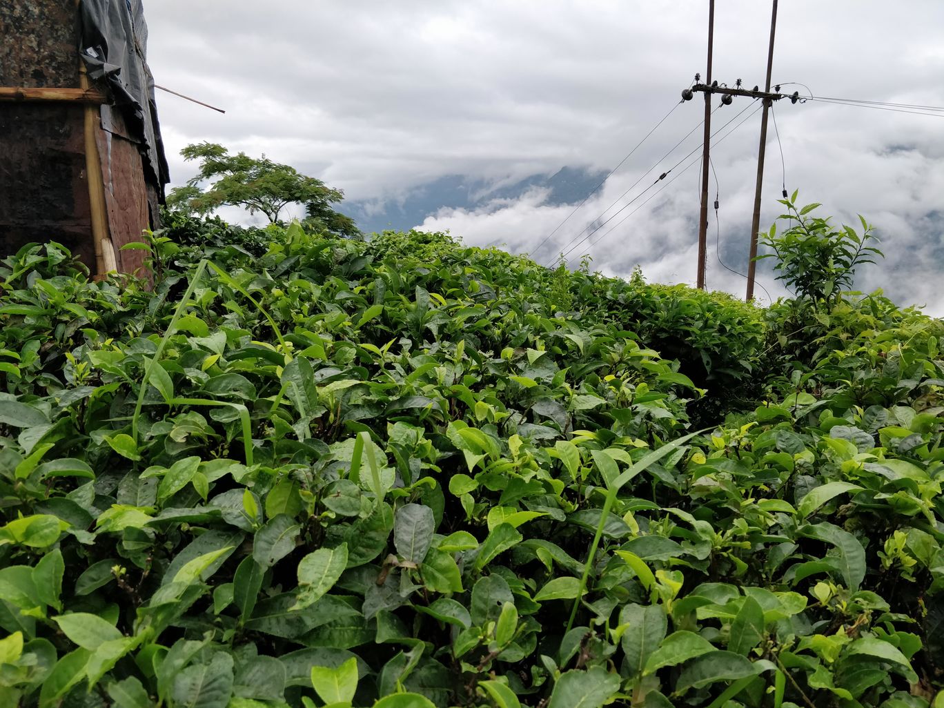 Photo of Northeast Phase 2 - Clouds of Kalimpong By Mahesh Maddala