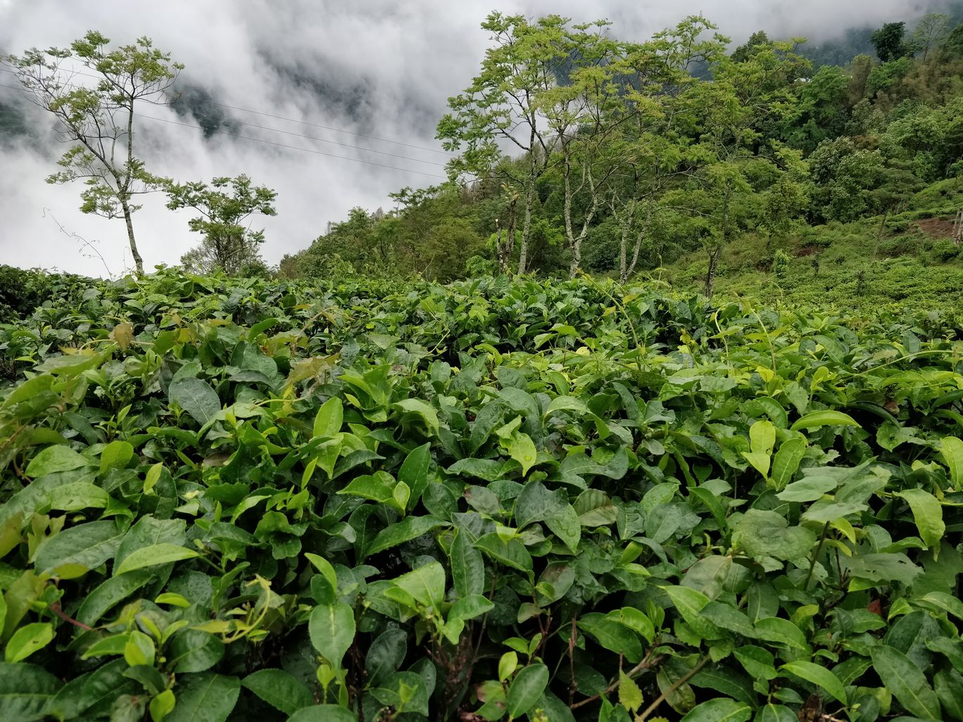 Photo of Northeast Phase 2 - Clouds of Kalimpong By Mahesh Maddala