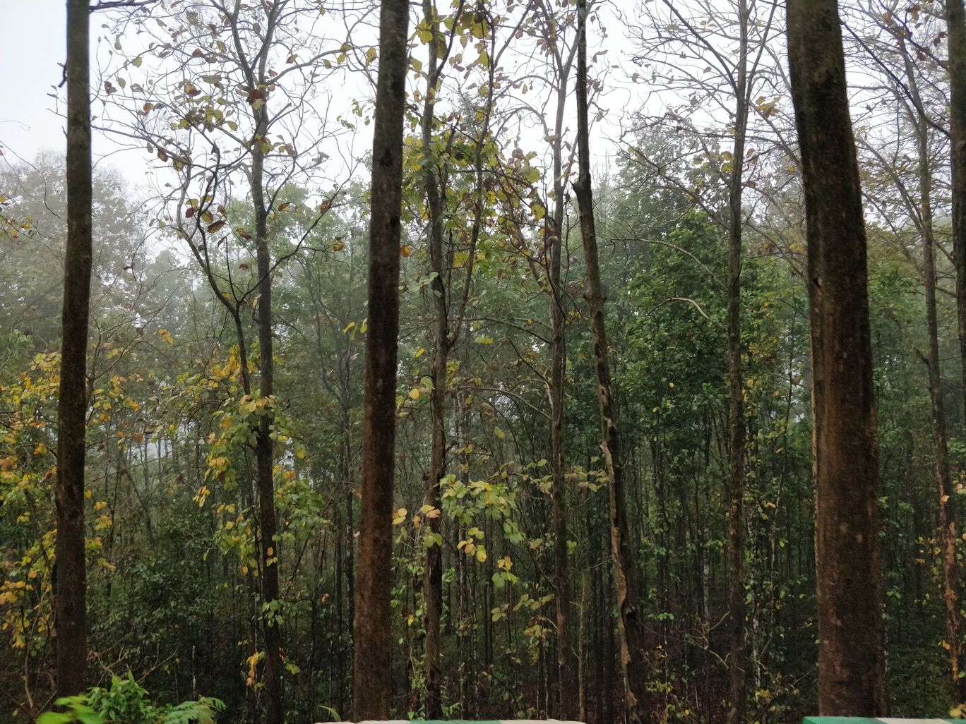 Photo of Northeast Phase 2 - Clouds of Kalimpong By Mahesh Maddala