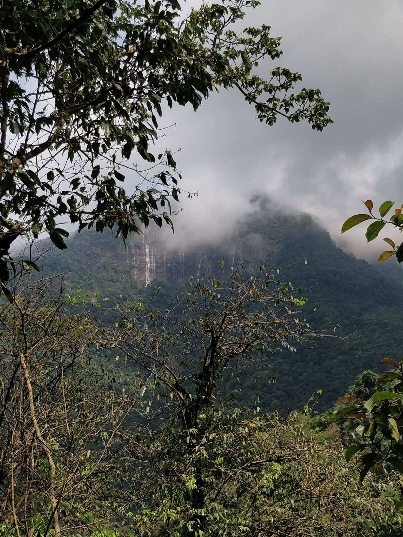 Photo of Northeast Series: The Root Bridges of Cherrapunji By Mahesh Maddala