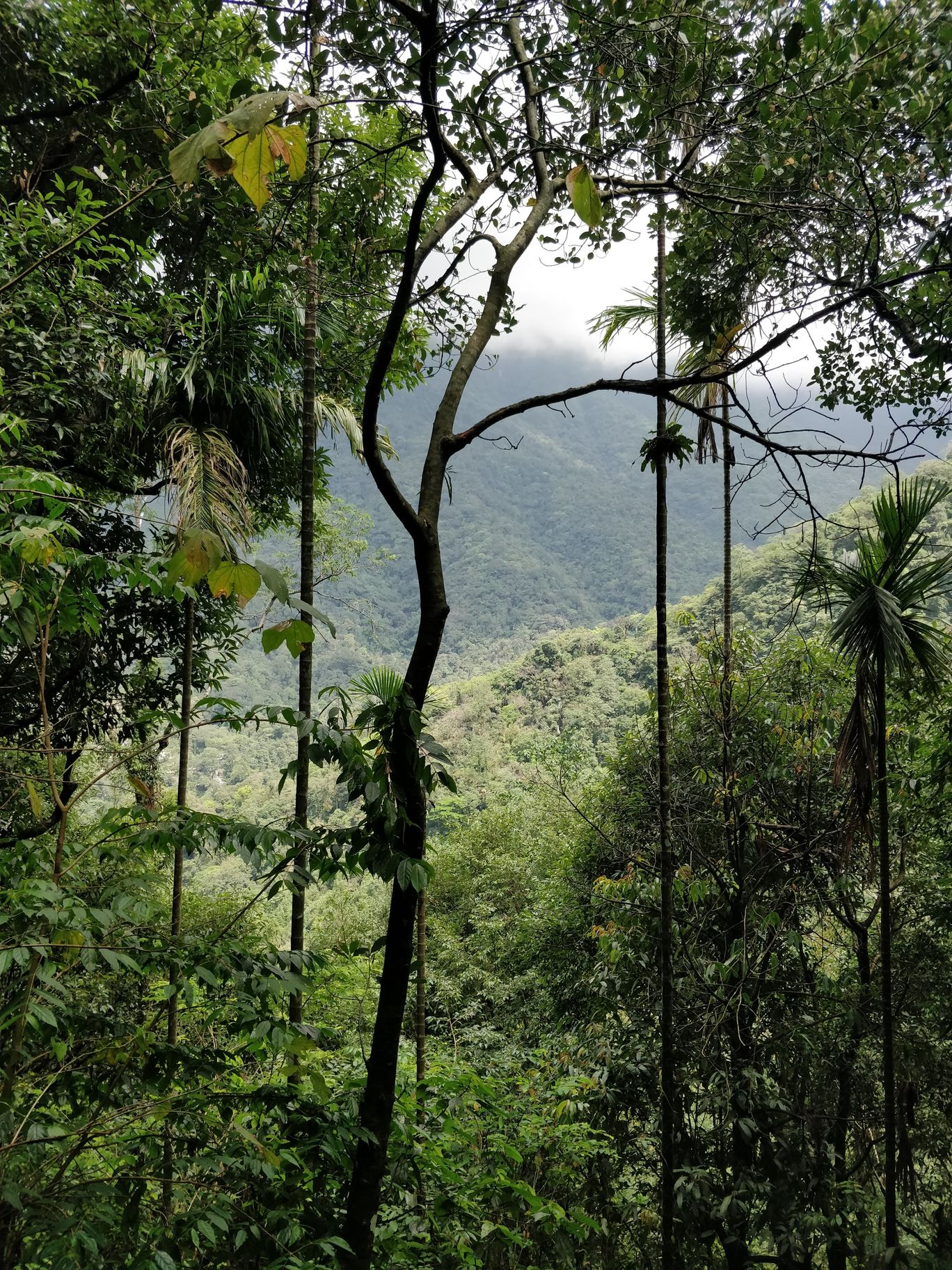 Photo of Northeast Series: The Root Bridges of Cherrapunji By Mahesh Maddala