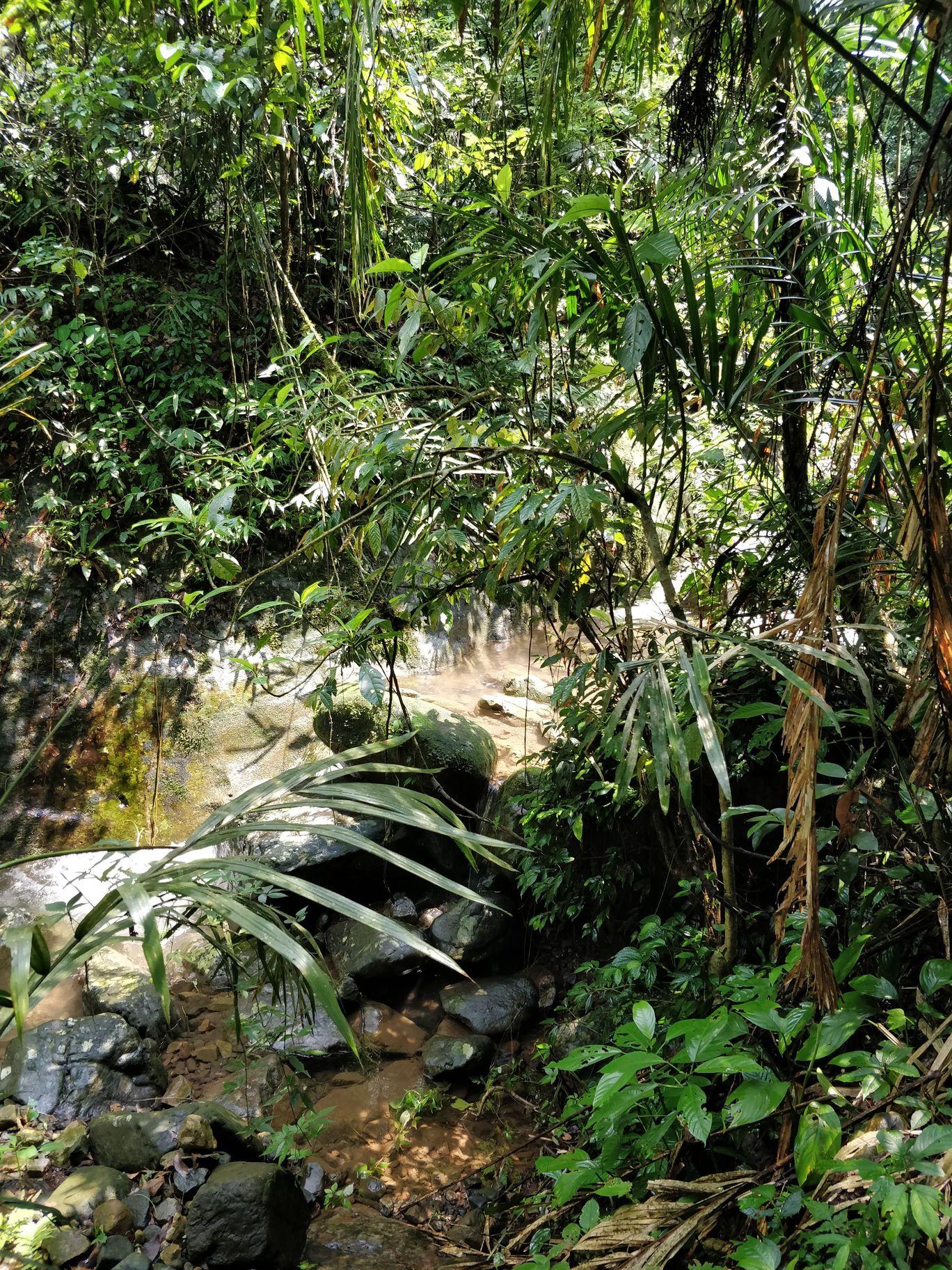 Photo of Northeast Series: The Root Bridges of Cherrapunji By Mahesh Maddala