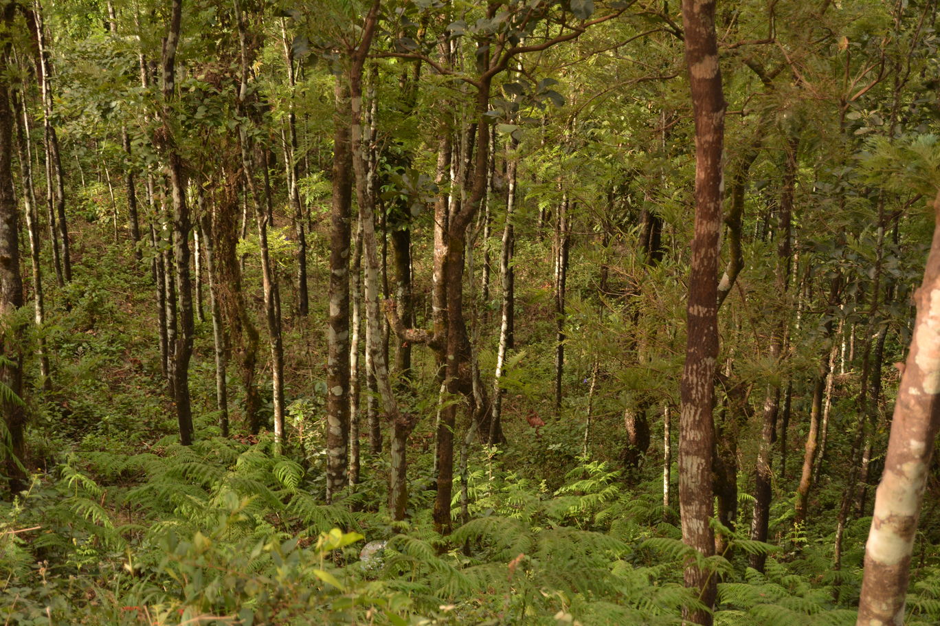 Photo of Western Ghats - Kemmanagundi in Sakleshpur, India By Mahesh Maddala