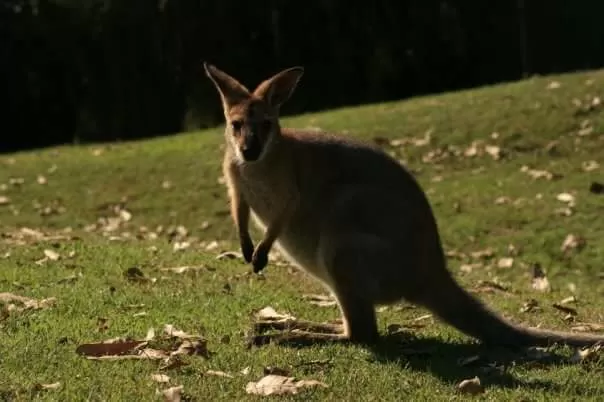 Photo of Lone Pine Koala Sanctuary By Neha Mathrani