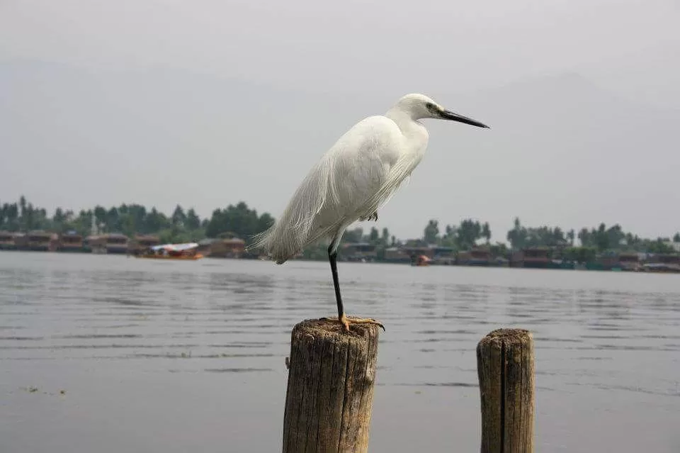 Photo of Dal Lake By Mithun Katula