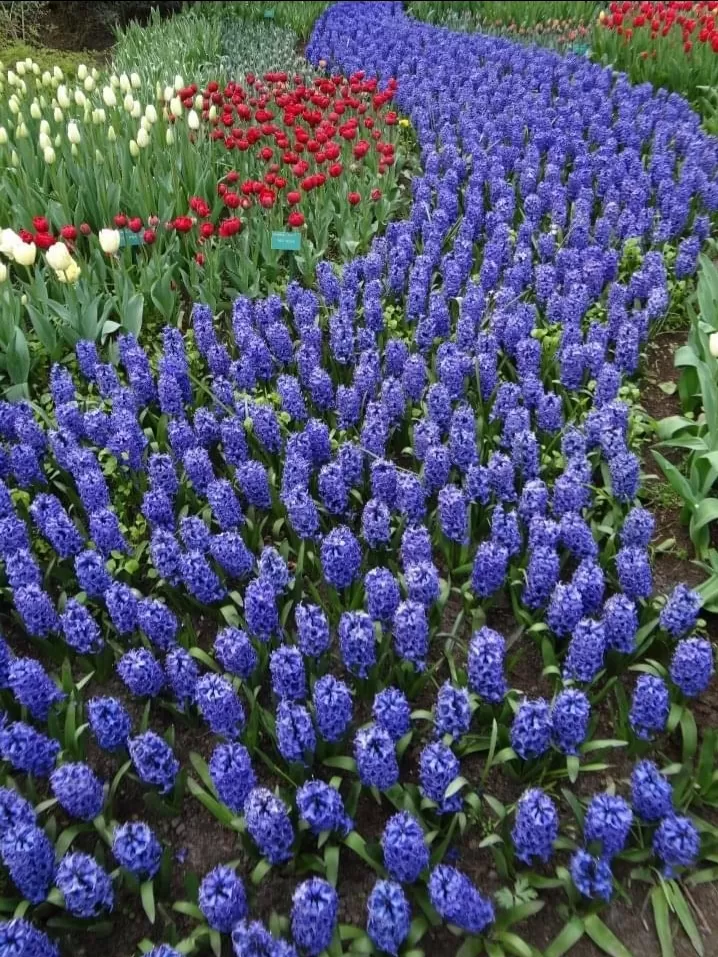 Photo of Keukenhof HOLLAND By Abhishek Inani