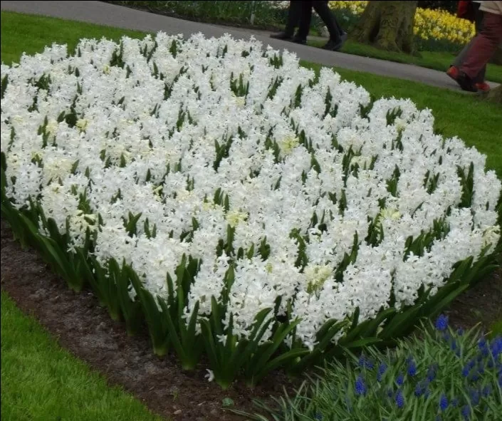 Photo of Keukenhof HOLLAND By Abhishek Inani