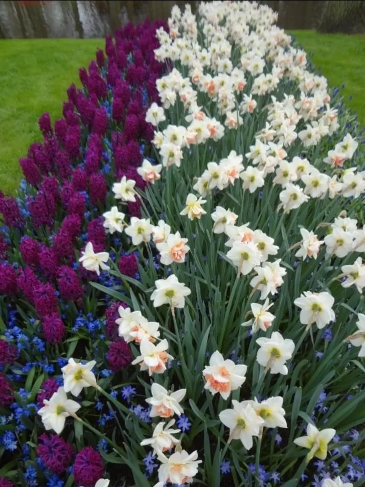 Photo of Keukenhof HOLLAND By Abhishek Inani