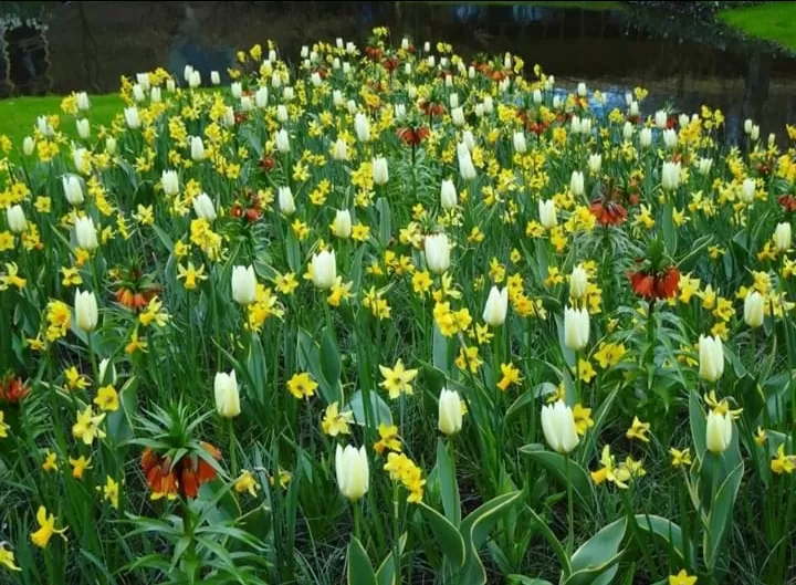 Photo of Keukenhof HOLLAND By Abhishek Inani