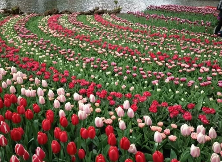 Photo of Keukenhof HOLLAND By Abhishek Inani