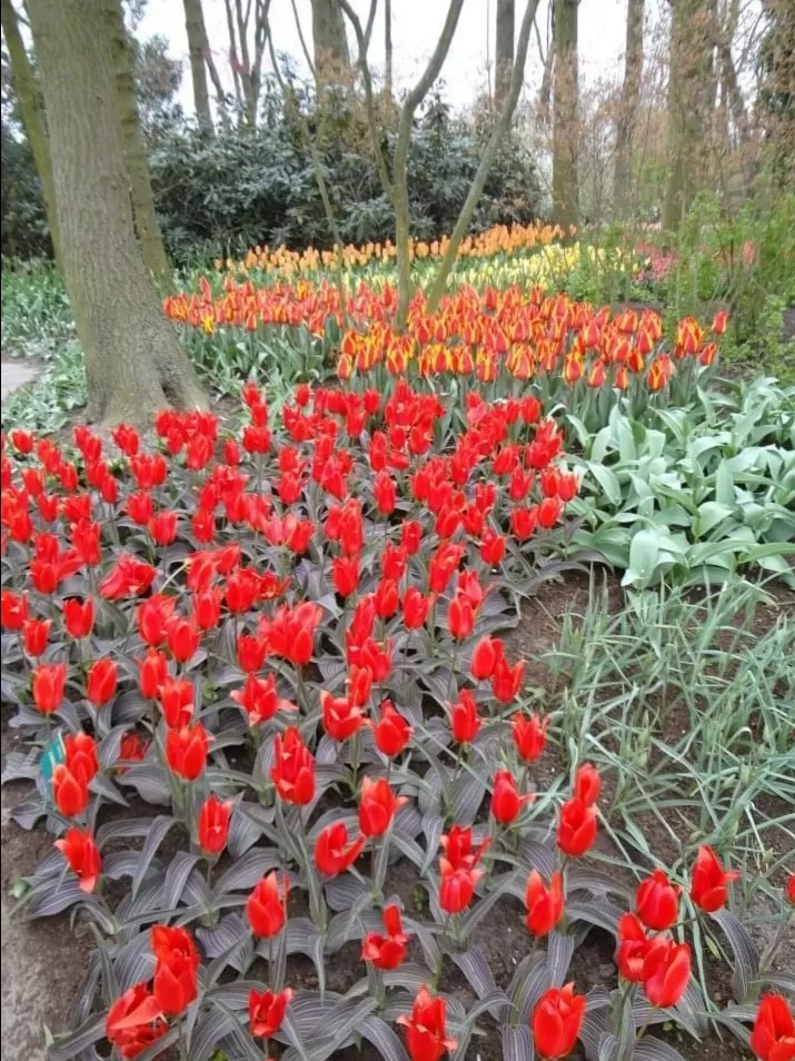 Photo of Keukenhof HOLLAND By Abhishek Inani