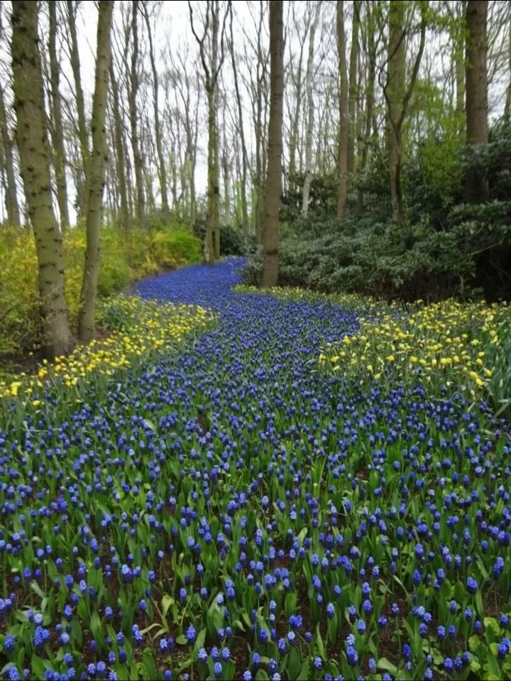 Photo of Keukenhof HOLLAND By Abhishek Inani