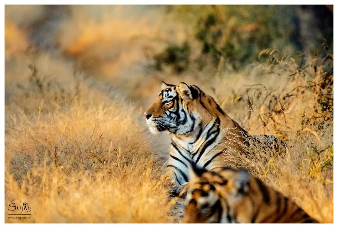 Photo of Ranthambore Tiger Reserve By Sujay Jamkhandi