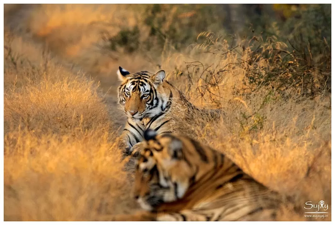 Photo of Ranthambore Tiger Reserve By Sujay Jamkhandi