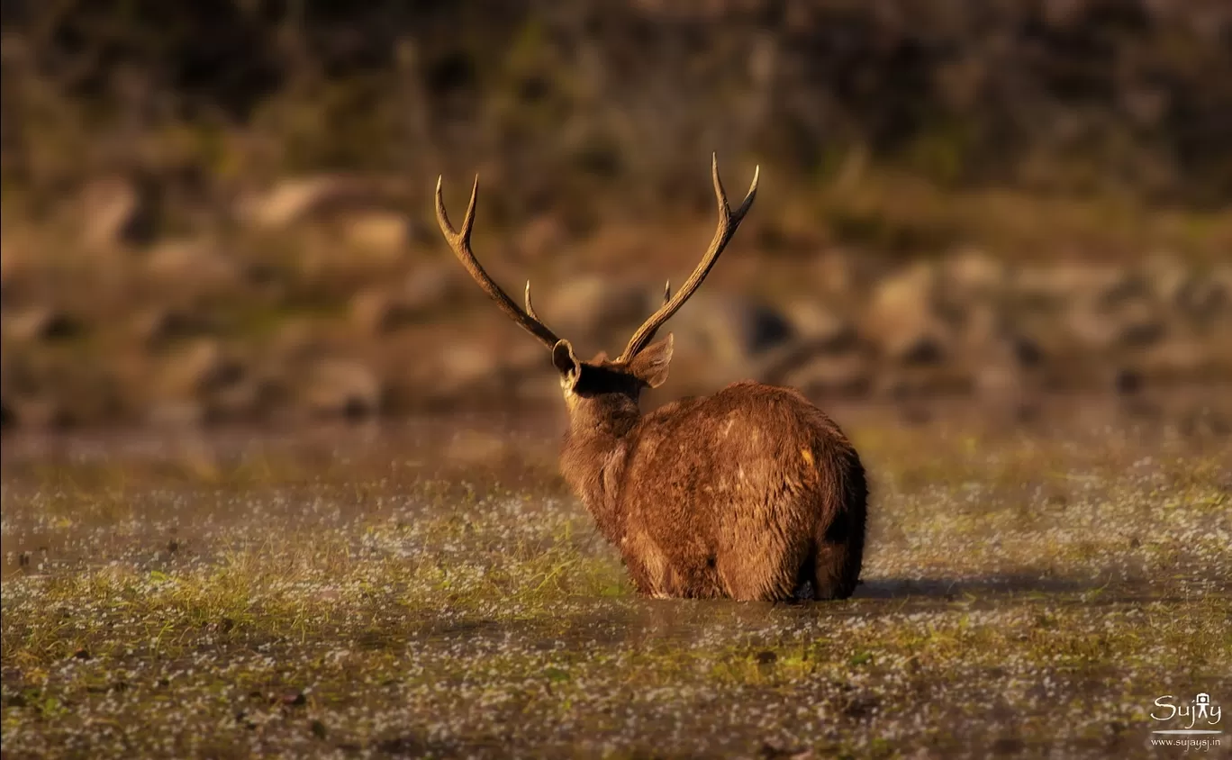 Photo of Ranthambore Tiger Reserve By Sujay Jamkhandi