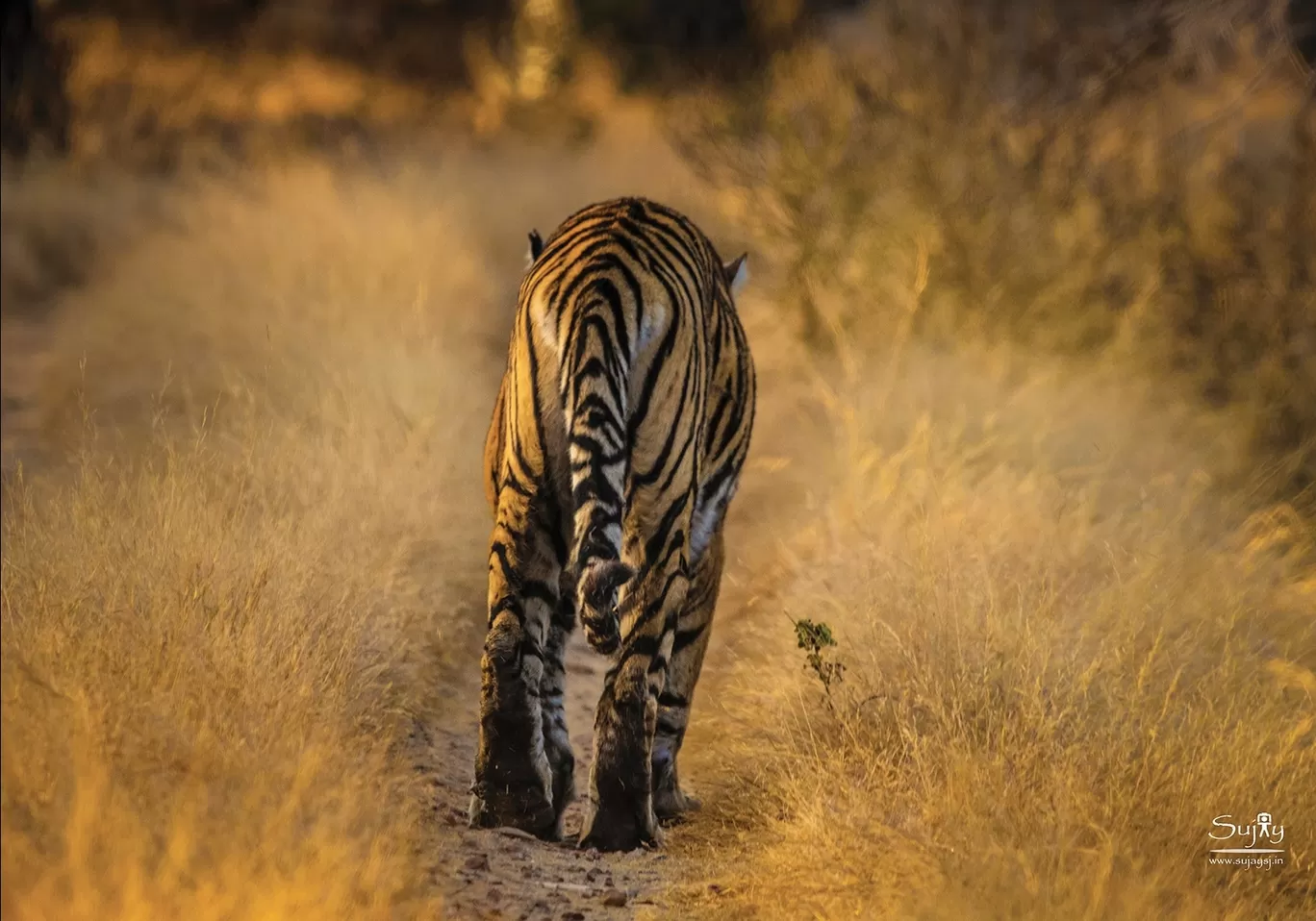 Photo of Ranthambore Tiger Reserve By Sujay Jamkhandi