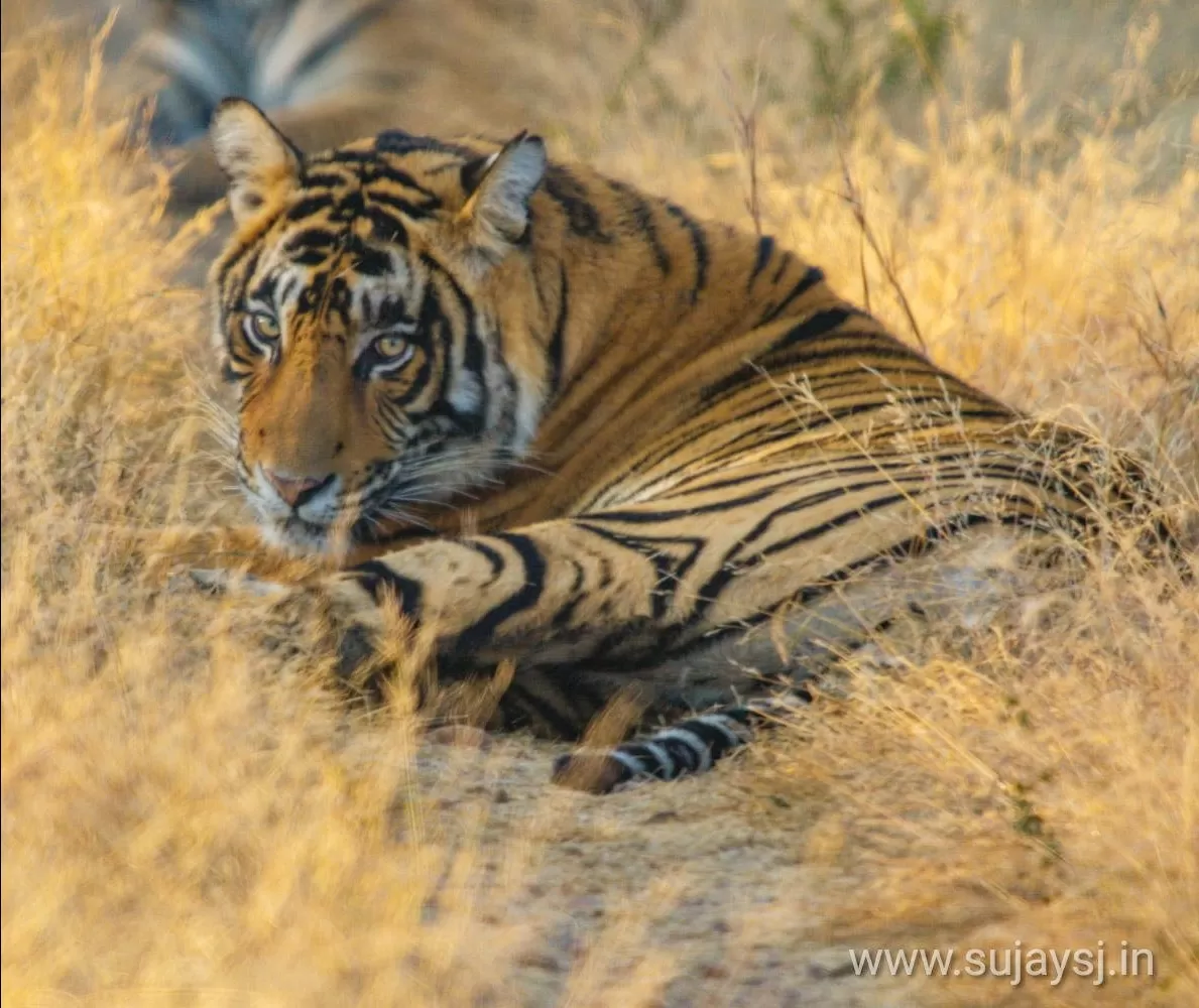 Photo of Ranthambore Tiger Reserve By Sujay Jamkhandi