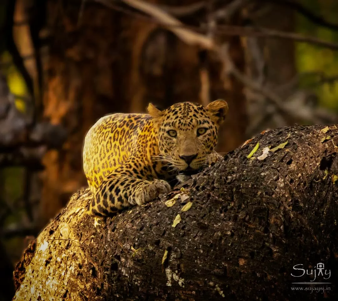 Photo of Bhadra Tiger Reserve By Sujay Jamkhandi